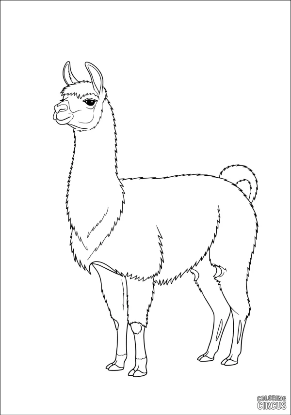 Coloring page featuring a standing llama with detailed fur