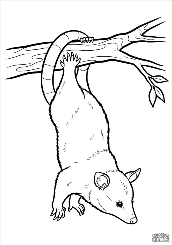 Coloring page opossum hanging upside down from a tree branch with leaves