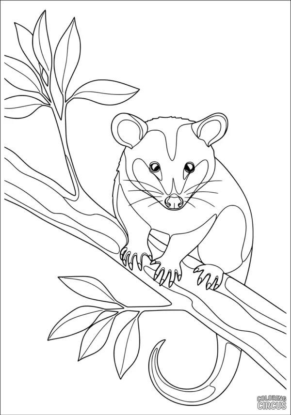 Coloring page showing an opossum perched on a tree branch with leaves