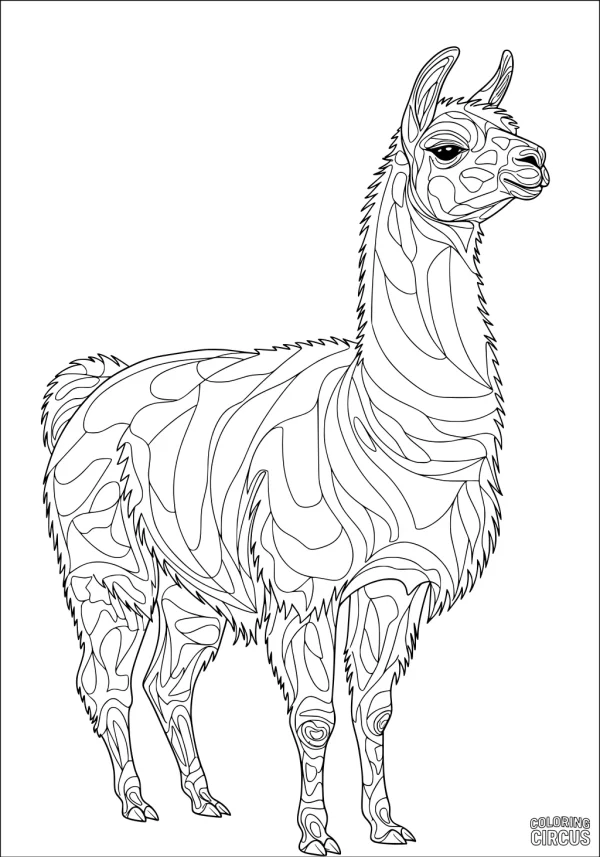 Coloring page detailed patterned llama standing upright