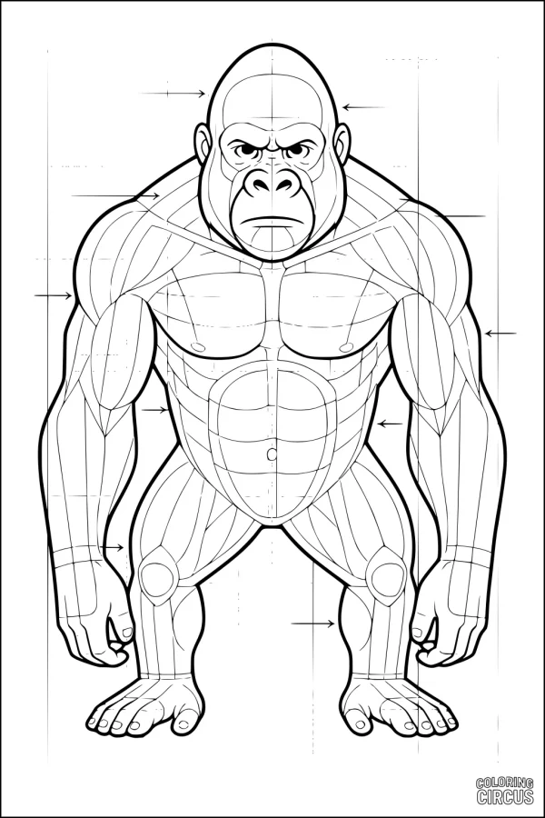 Coloring page muscular gorilla front anatomy with guide lines