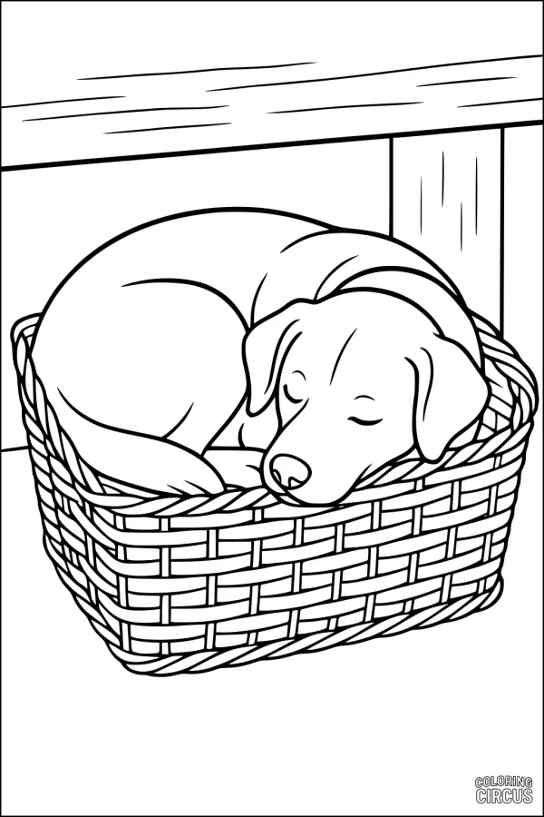 Coloring page of a dog sleeping curled up in a woven basket under a wooden table