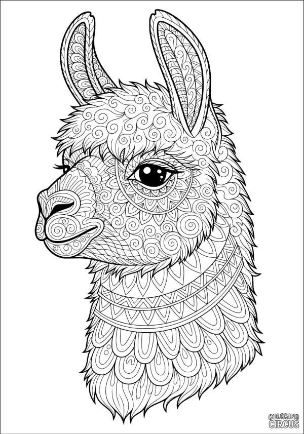 Coloring page featuring a detailed llama portrait with intricate swirling and geometric patterns