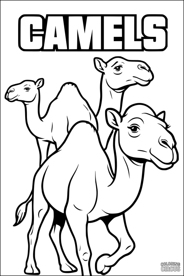 Coloring page featuring three camels standing together in the desert for kids