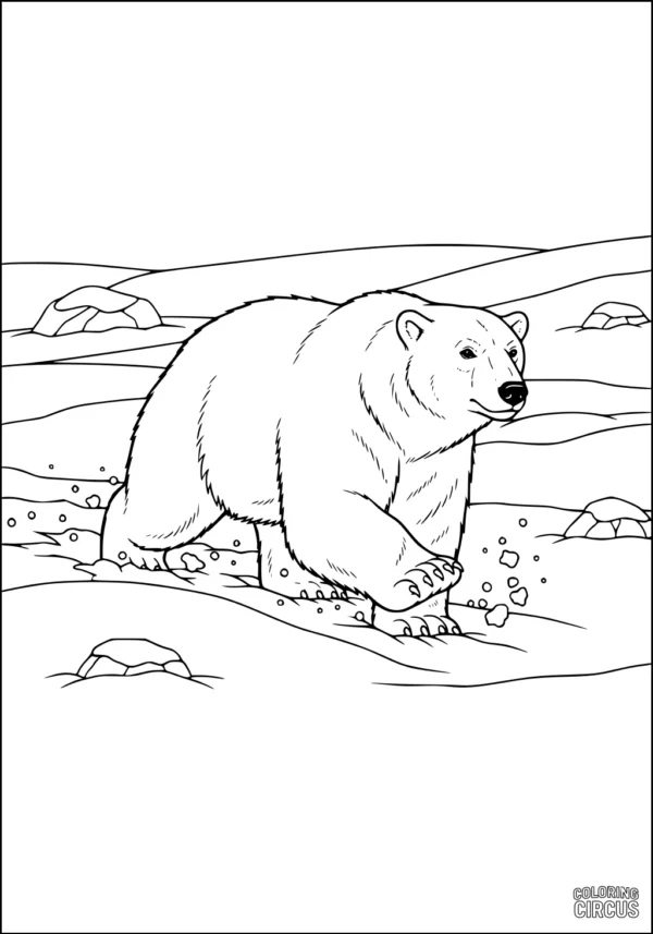 Coloring page of a polar bear walking in an arctic landscape with snow and rocks
