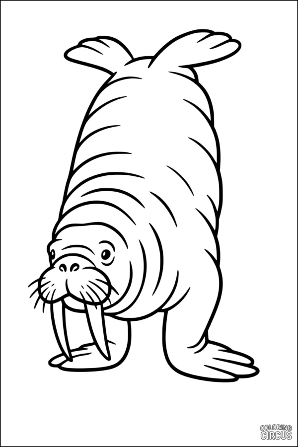 Coloring page of a cute cartoon walrus with large tusks and flippers