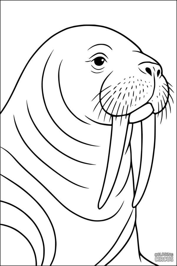 Coloring page featuring a friendly walrus with long tusks and whiskers, perfect for kids