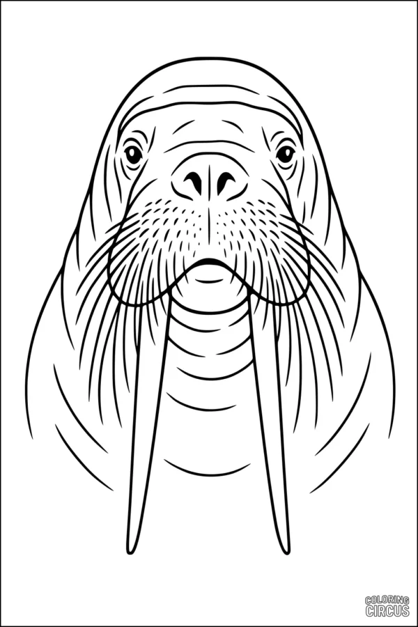 Coloring page of a friendly walrus face with large tusks