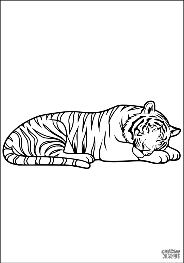 Coloring page of a striped tiger lying down peacefully with closed eyes