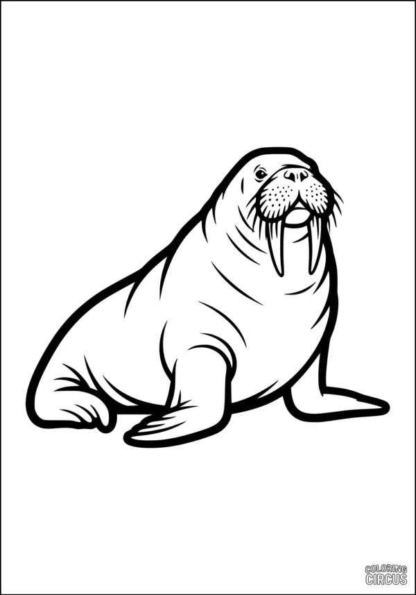 Coloring page showing a friendly walrus sitting upright with large tusks and detailed whiskers