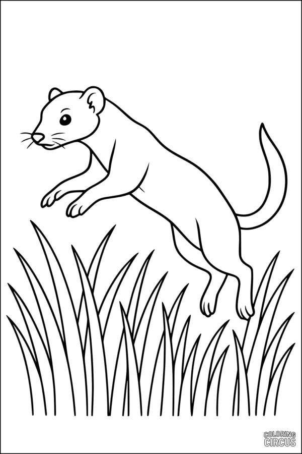 Coloring page of a leaping weasel over tall grass, perfect for young children interested in animals.