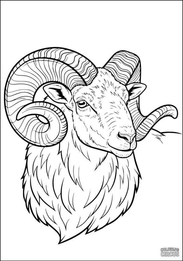 Coloring page of a detailed ram sheep head with large spiral horns