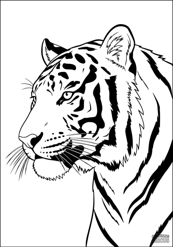 Coloring page showing a detailed side view of a realistic tiger’s face and upper body with bold stripes