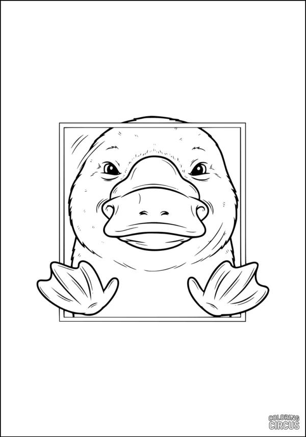 Coloring page showing a platypus peeking through a window frame with flipper feet visible