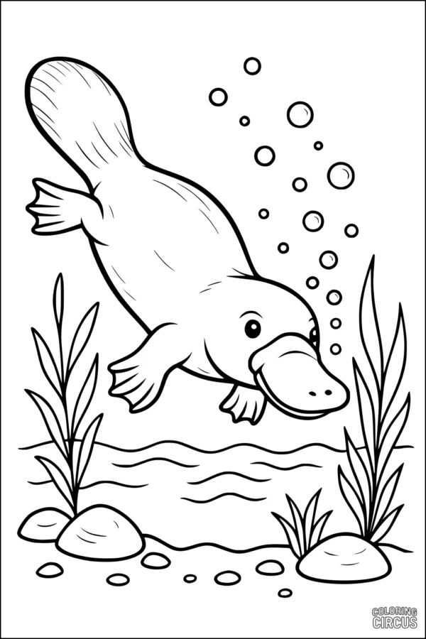 Coloring page of a friendly platypus swimming underwater in a river with rocks, plants, and bubbles.