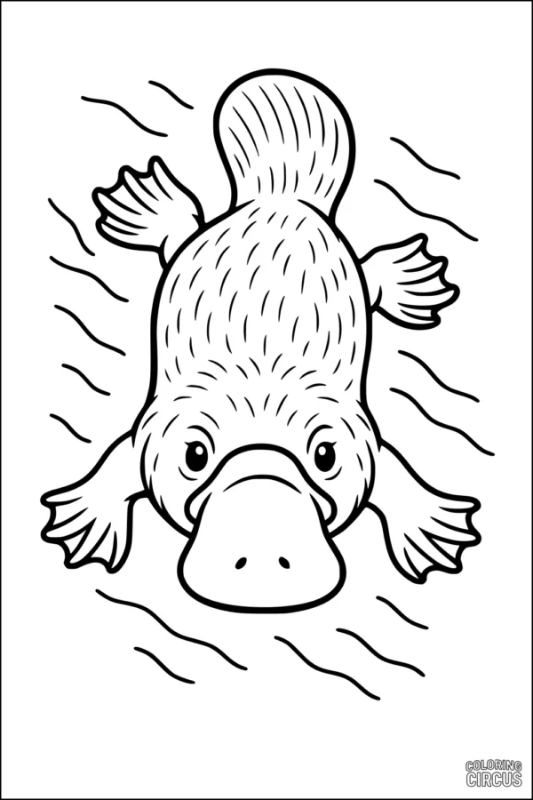 Coloring page featuring a cute platypus swimming in water with simple lines, ideal for young children and animal lovers.