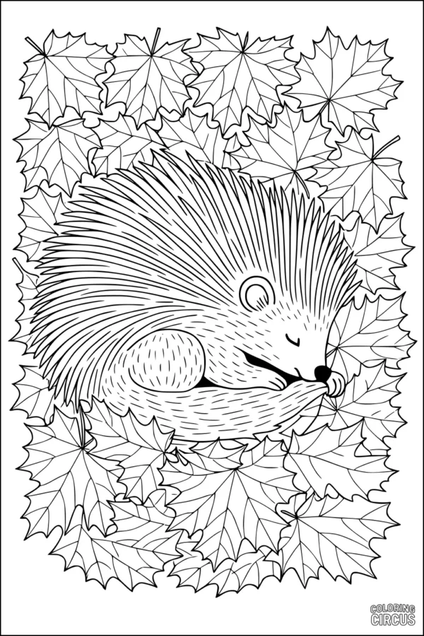 Coloring page of a sleeping porcupine nestled in autumn leaves