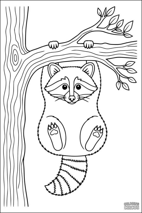 Coloring page of a cute raccoon hanging upside down from a tree branch