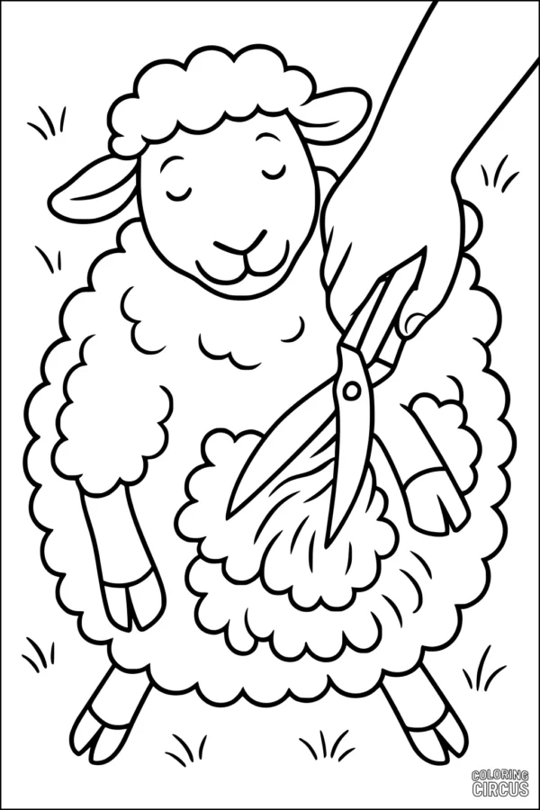 Coloring page showing a cute sheep getting a wool haircut with large shears in a grassy field