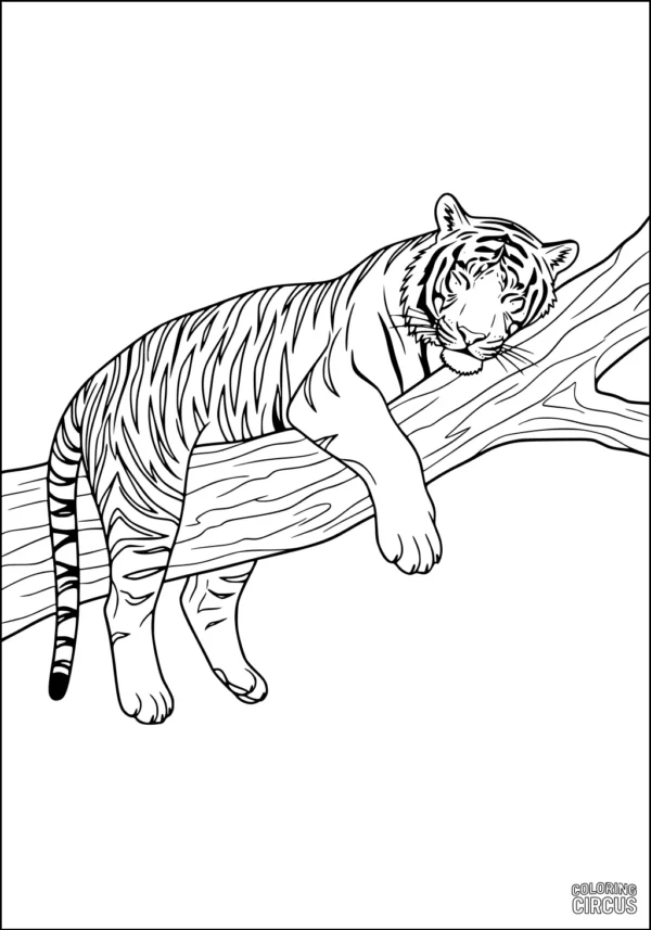 Coloring page showing a relaxed tiger resting on a tree branch