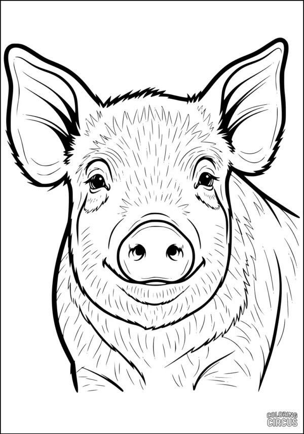 Coloring page showing a friendly smiling pig with detailed fur and large ears