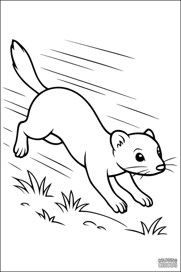 Coloring page of a playful weasel running across a grassy meadow, perfect for kids interested in stoats or weasels.