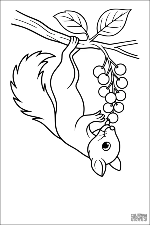 Coloring page squirrel hanging upside down from branch eating berries