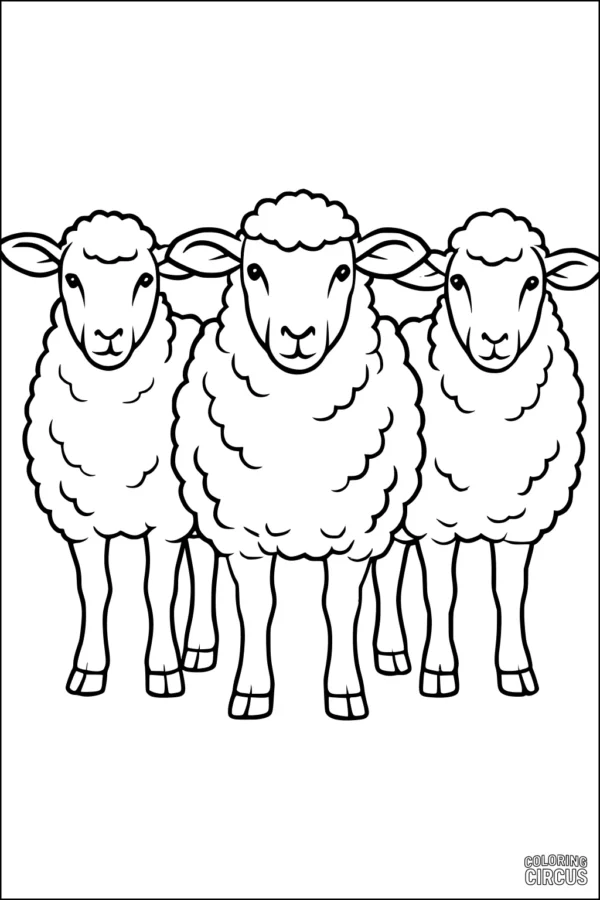 Coloring page with three cartoon sheep standing together
