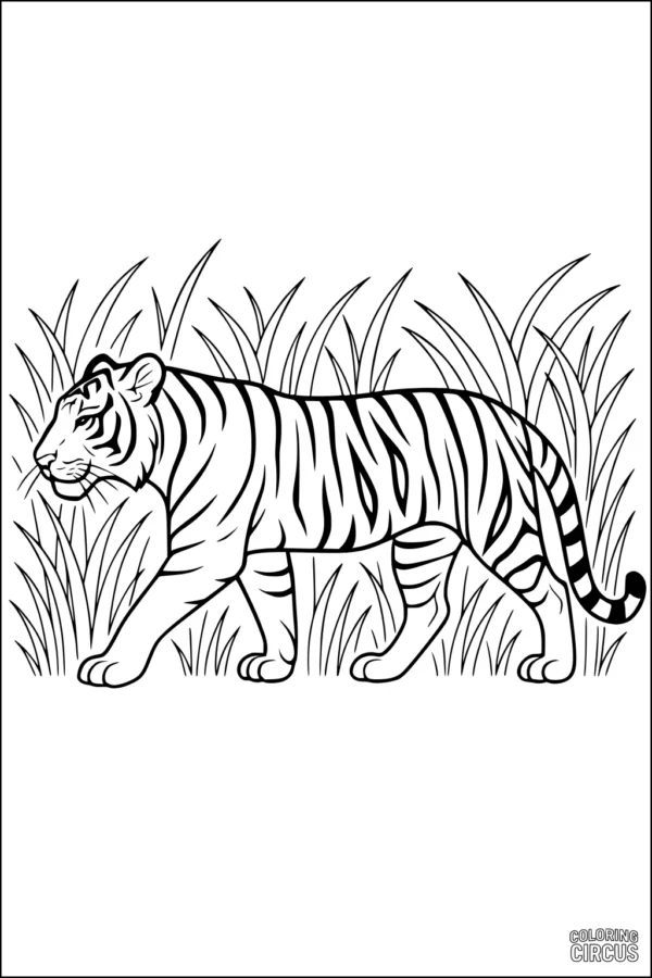 Coloring page of a tiger walking through tall grass, suitable for children