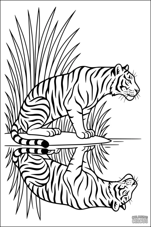 Coloring page of a tiger sitting beside tall grass, looking at its reflection in a river