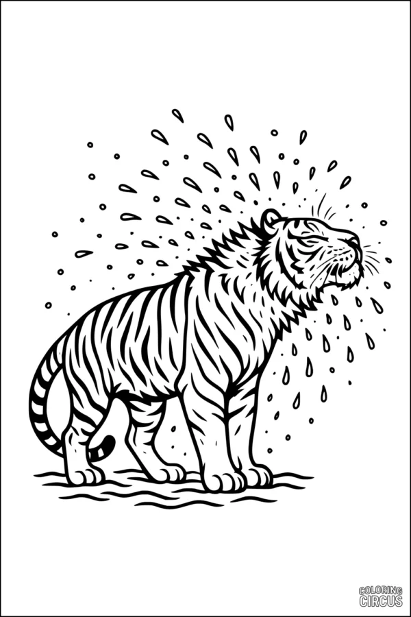 Coloring page of a tiger shaking off water with droplets around its body by a river.
