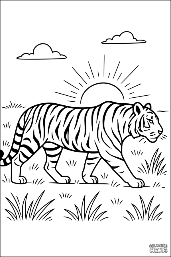 Coloring page of a tiger walking through grass with sunrise and clouds in the background