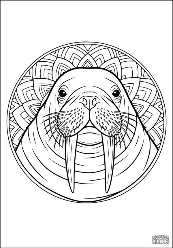 Coloring page of a walrus head with intricate mandala background for kids and adults