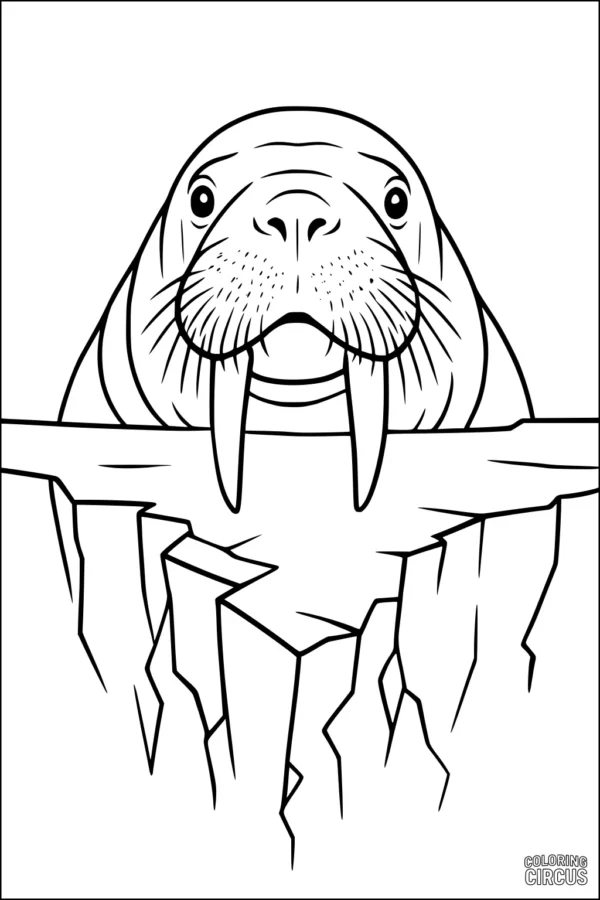 Coloring page walrus with long tusks resting on cracked ice ledge