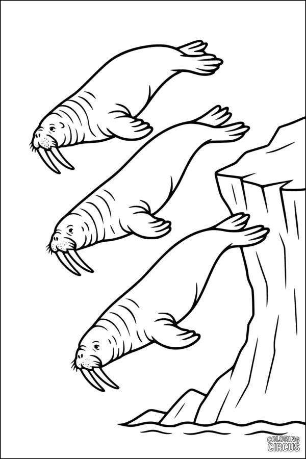 Coloring page showing three walruses jumping from a cliff into the sea