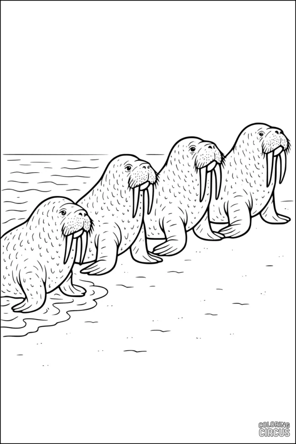 Coloring page showing four walruses resting on a beach with water and sand