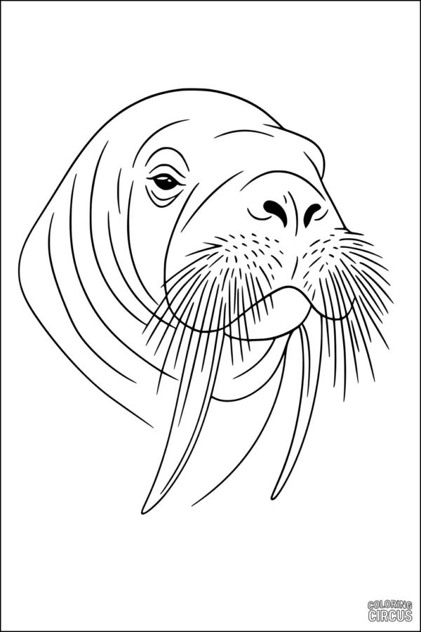 Coloring page of a friendly walrus face with long tusks and whiskers for children