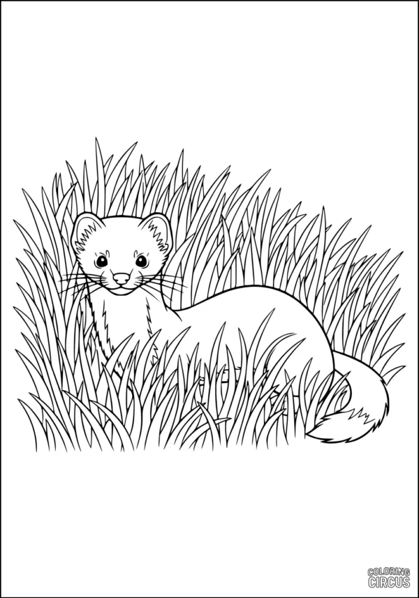 Coloring page of a friendly weasel peeking through tall grass in a meadow