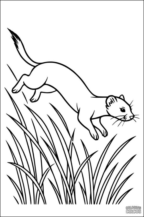 Coloring page showing a weasel jumping through tall grass in a meadow