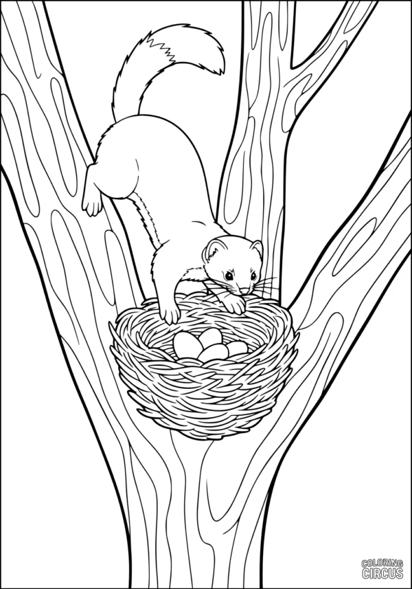 Coloring page showing a weasel exploring a bird's nest in a tree with eggs