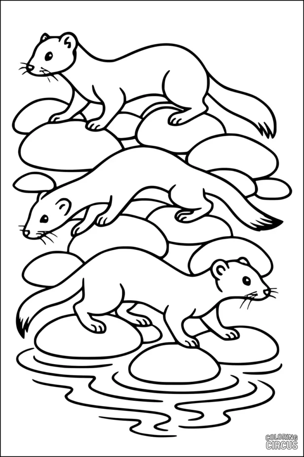 Coloring page with three playful weasels on river rocks